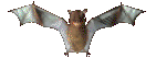 whitebat2.gif